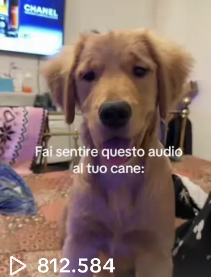 Reel Instagram per azienda locale Modena